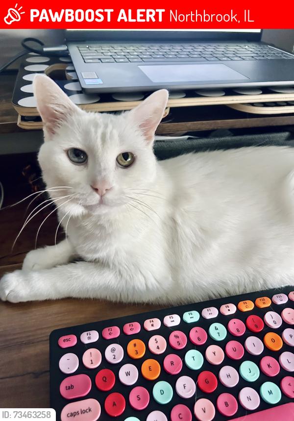Lost Female Cat last seen Near Picardy dr, Northbrook, IL 60062