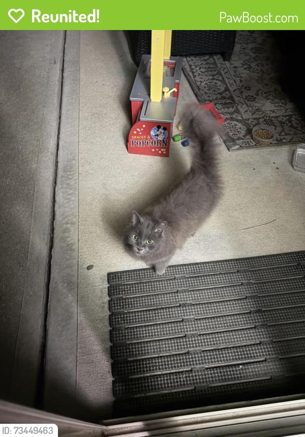 Reunited Unknown Cat last seen Cleveland elementary, Johnston County, NC 27529