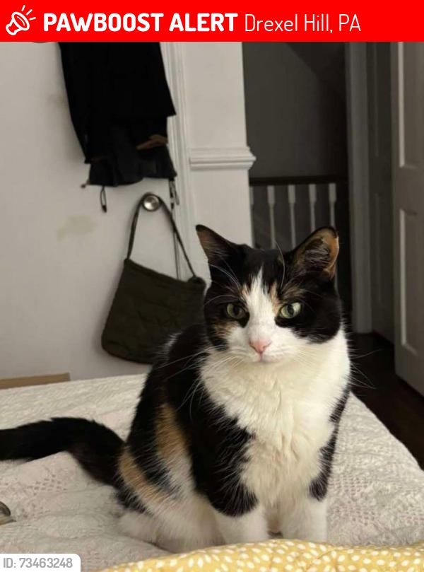 Lost Female Cat last seen Marvine Ave Drexel Hill, Drexel Hill, PA 19026