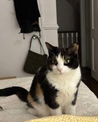 Lost Female Cat last seen Marvine Ave Drexel Hill, Drexel Hill, PA 19026