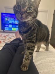 Lost Female Cat last seen Near Bainbridge Terrace, Raleigh, NC 27614