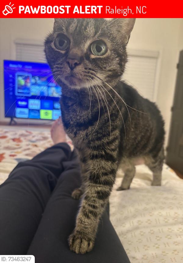 Lost Female Cat last seen Near Bainbridge Terrace, Raleigh, NC 27614