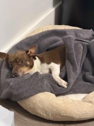 Lost Male Dog last seen E Ave E Temple Tx, Temple, TX 76501