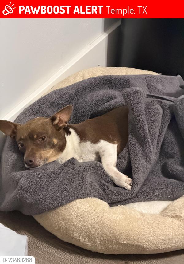 Lost Male Dog last seen E Ave E Temple Tx, Temple, TX 76501