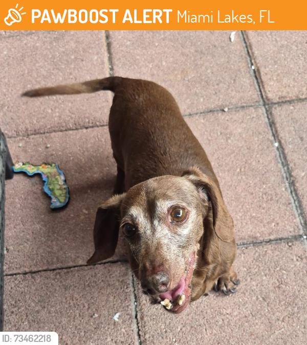 Found/Stray Female Dog last seen Near w 80th st, Miami Lakes, FL 33018
