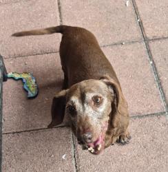 Found/Stray Female Dog last seen Near w 80th st, Miami Lakes, FL 33018