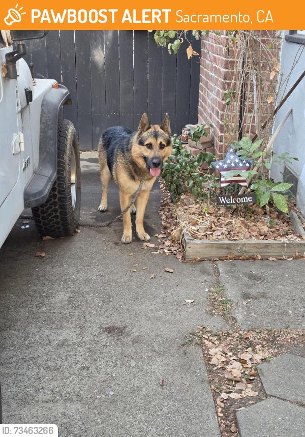 Found/Stray Male Dog last seen Colfax and el Camino rd, Sacramento, CA 95815