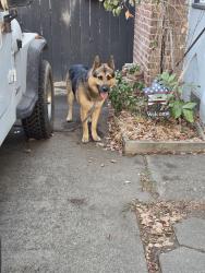 Found/Stray Male Dog last seen Colfax and el Camino rd, Sacramento, CA 95815
