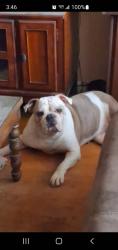Reunited Female Dog last seen Richey St., Pasadena, TX 77502