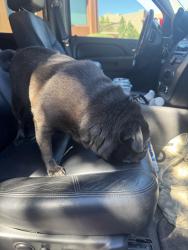 Found/Stray Female Dog last seen Soldiers pass rd, Sedona, AZ 86336