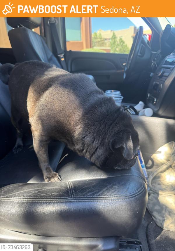 Found/Stray Female Dog last seen Soldiers pass rd, Sedona, AZ 86336
