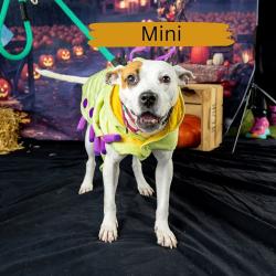 Shelter Stray Female Dog last seen , Animal Care & Control Team of Philly, 111 W Hunting Park Ave, Philadelphia, PA 19140, USA