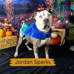 Shelter Stray Male Dog last seen , Animal Care & Control Team of Philly, 111 W Hunting Park Ave, Philadelphia, PA 19140, USA