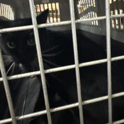 Shelter Stray Female Cat last seen , 2608 Center St, Tacoma, WA 98409, USA