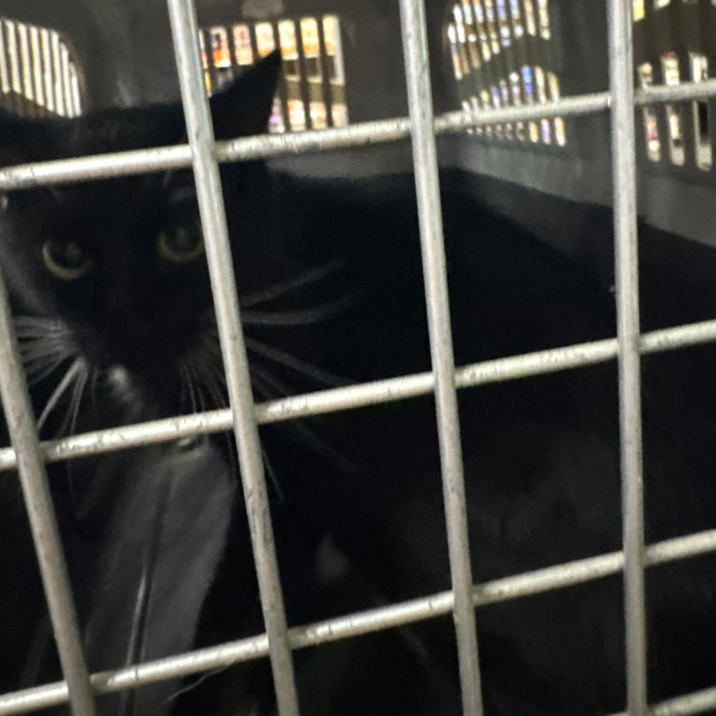 Shelter Stray Female Cat last seen , 2608 Center St, Tacoma, WA 98409, USA