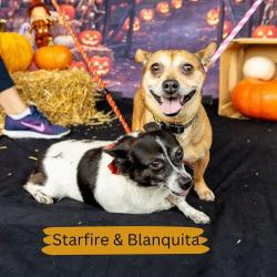 Shelter Stray Female Dog last seen , Animal Care & Control Team of Philly, 111 W Hunting Park Ave, Philadelphia, PA 19140, USA