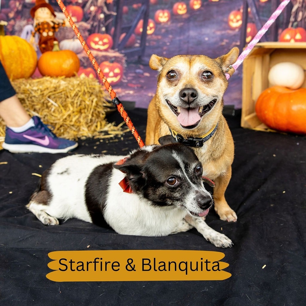 Shelter Stray Female Dog last seen , Animal Care & Control Team of Philly, 111 W Hunting Park Ave, Philadelphia, PA 19140, USA