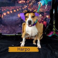 Shelter Stray Male Dog last seen , Animal Care & Control Team of Philly, 111 W Hunting Park Ave, Philadelphia, PA 19140, USA