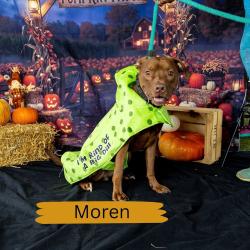 Shelter Stray Male Dog last seen , Animal Care & Control Team of Philly, 111 W Hunting Park Ave, Philadelphia, PA 19140, USA