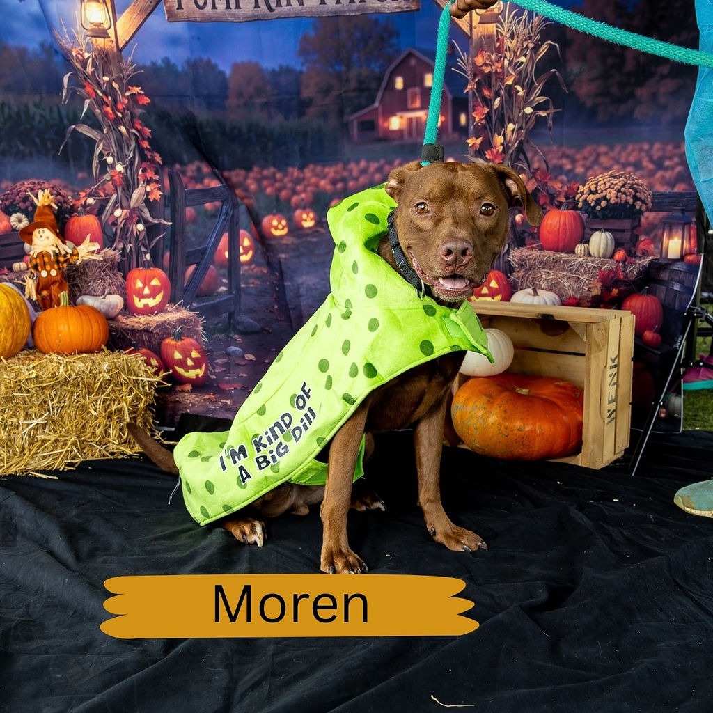Shelter Stray Male Dog last seen , Animal Care & Control Team of Philly, 111 W Hunting Park Ave, Philadelphia, PA 19140, USA