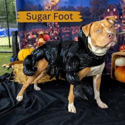 Shelter Stray Male Dog last seen , Animal Care & Control Team of Philly, 111 W Hunting Park Ave, Philadelphia, PA 19140, USA