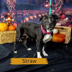 Shelter Stray Female Dog last seen , Animal Care & Control Team of Philly, 111 W Hunting Park Ave, Philadelphia, PA 19140, USA