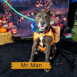 Shelter Stray Male Dog last seen , Animal Care & Control Team of Philly, 111 W Hunting Park Ave, Philadelphia, PA 19140, USA