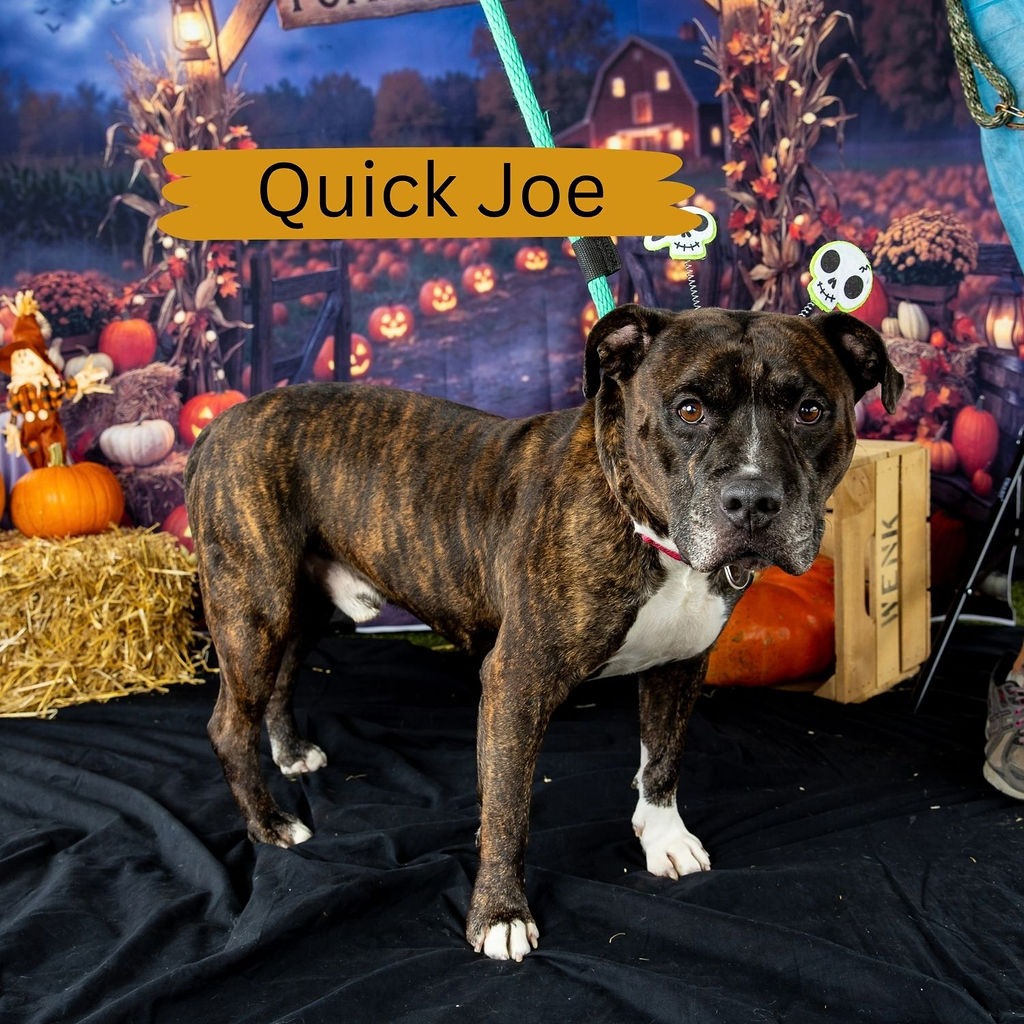 Shelter Stray Male Dog last seen , Animal Care & Control Team of Philly, 111 W Hunting Park Ave, Philadelphia, PA 19140, USA