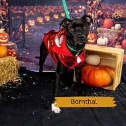 Shelter Stray Male Dog last seen , Animal Care & Control Team of Philly, 111 W Hunting Park Ave, Philadelphia, PA 19140, USA