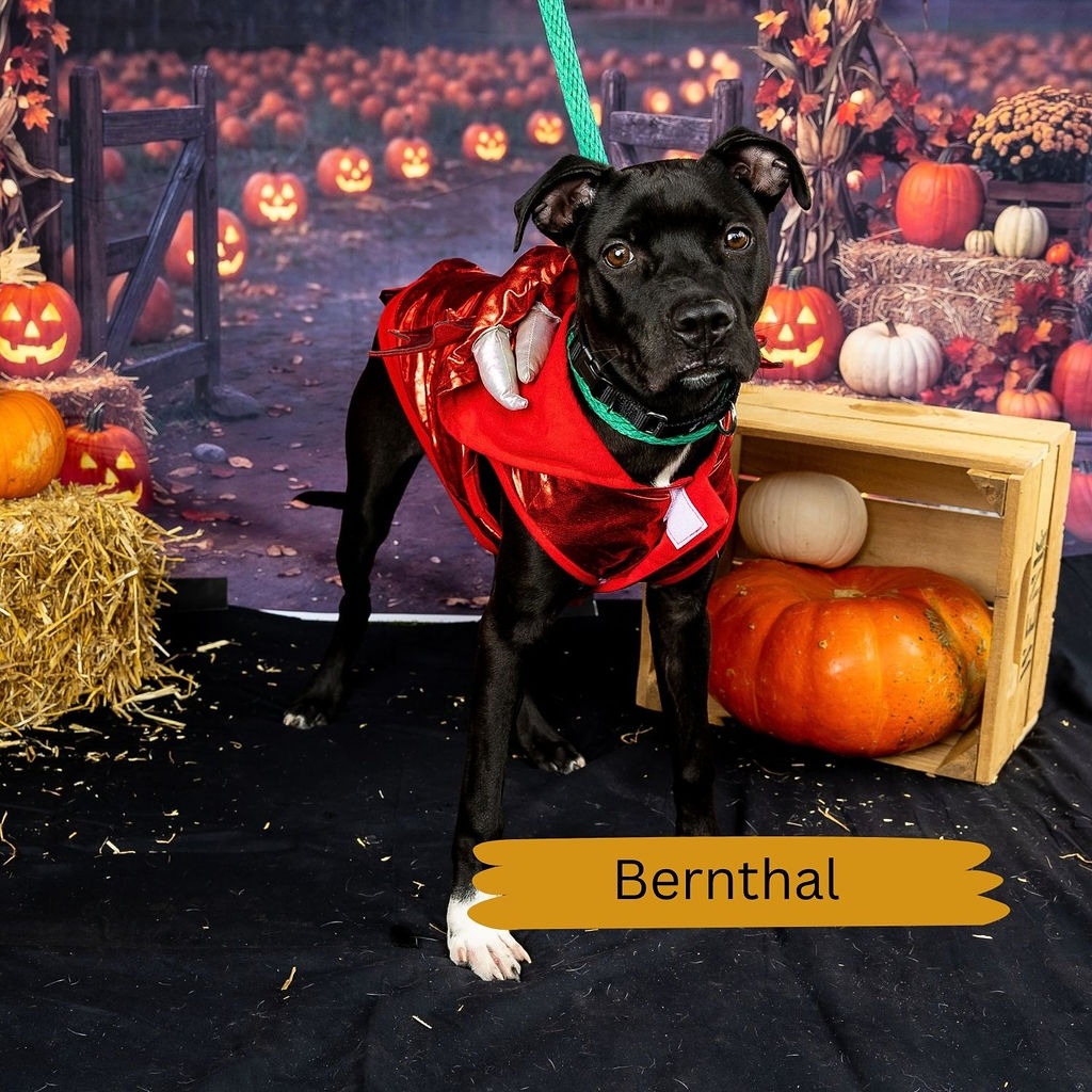 Shelter Stray Male Dog last seen , Animal Care & Control Team of Philly, 111 W Hunting Park Ave, Philadelphia, PA 19140, USA