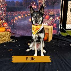 Shelter Stray Female Dog last seen , Animal Care & Control Team of Philly, 111 W Hunting Park Ave, Philadelphia, PA 19140, USA