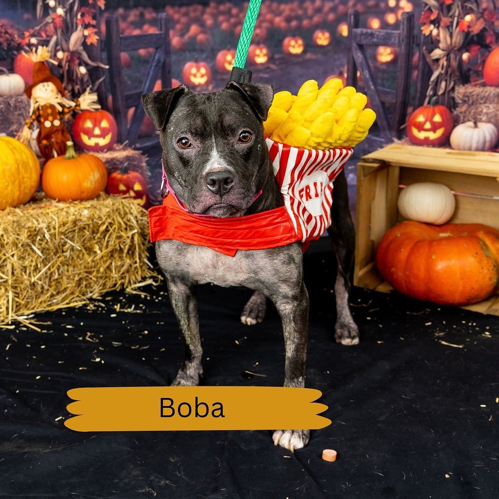 Shelter Stray Female Dog last seen , Animal Care & Control Team of Philly, 111 W Hunting Park Ave, Philadelphia, PA 19140, USA