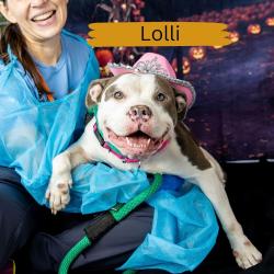 Shelter Stray Female Dog last seen , Animal Care & Control Team of Philly, 111 W Hunting Park Ave, Philadelphia, PA 19140, USA