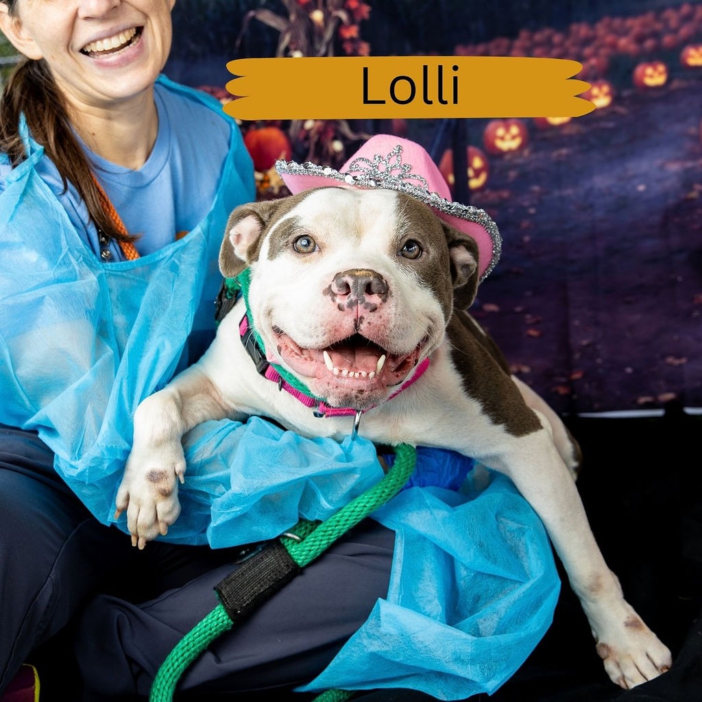Shelter Stray Female Dog last seen , Animal Care & Control Team of Philly, 111 W Hunting Park Ave, Philadelphia, PA 19140, USA