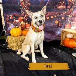 Shelter Stray Male Dog last seen , Animal Care & Control Team of Philly, 111 W Hunting Park Ave, Philadelphia, PA 19140, USA