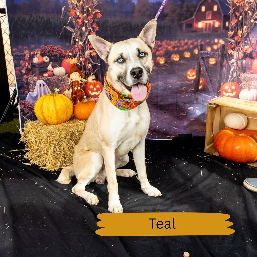 Shelter Stray Male Dog last seen , Animal Care & Control Team of Philly, 111 W Hunting Park Ave, Philadelphia, PA 19140, USA