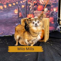 Shelter Stray Male Dog last seen , Animal Care & Control Team of Philly, 111 W Hunting Park Ave, Philadelphia, PA 19140, USA