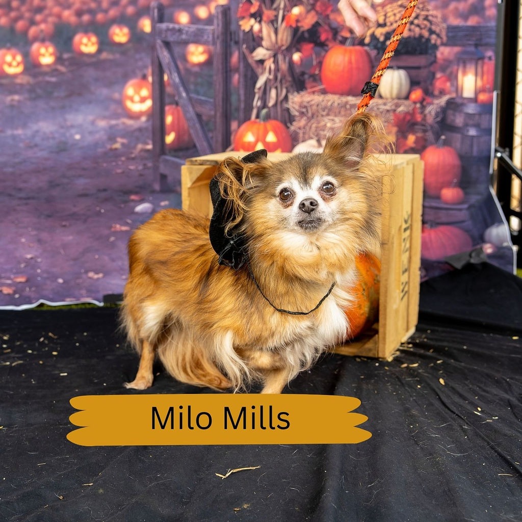 Shelter Stray Male Dog last seen , Animal Care & Control Team of Philly, 111 W Hunting Park Ave, Philadelphia, PA 19140, USA