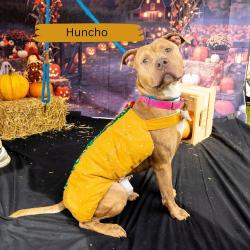 Shelter Stray Male Dog last seen , Animal Care & Control Team of Philly, 111 W Hunting Park Ave, Philadelphia, PA 19140, USA