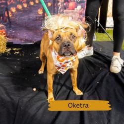 Shelter Stray Female Dog last seen , Animal Care & Control Team of Philly, 111 W Hunting Park Ave, Philadelphia, PA 19140, USA