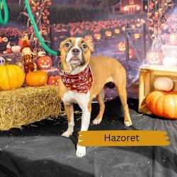 Shelter Stray Female Dog last seen , Animal Care & Control Team of Philly, 111 W Hunting Park Ave, Philadelphia, PA 19140, USA