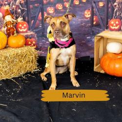 Shelter Stray Female Dog last seen , Animal Care & Control Team of Philly, 111 W Hunting Park Ave, Philadelphia, PA 19140, USA