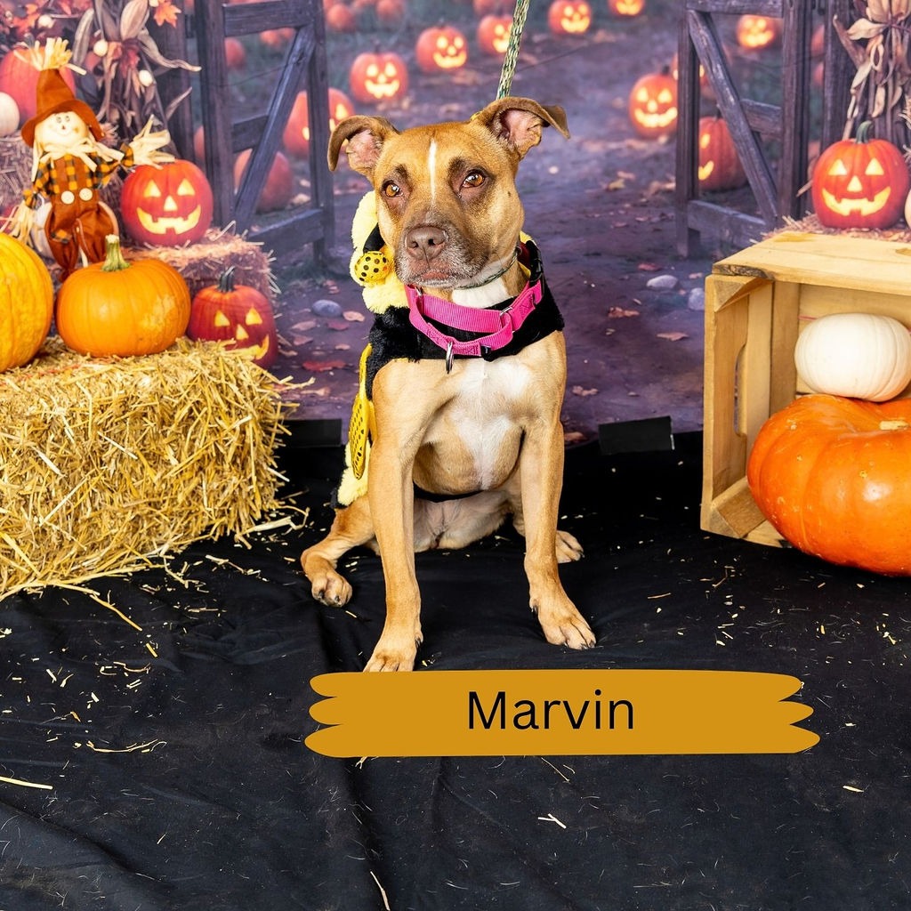 Shelter Stray Female Dog last seen , Animal Care & Control Team of Philly, 111 W Hunting Park Ave, Philadelphia, PA 19140, USA