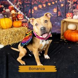 Shelter Stray Female Dog last seen , Animal Care & Control Team of Philly, 111 W Hunting Park Ave, Philadelphia, PA 19140, USA