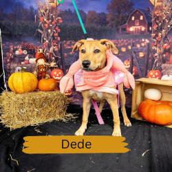Shelter Stray Female Dog last seen , Animal Care & Control Team of Philly, 111 W Hunting Park Ave, Philadelphia, PA 19140, USA