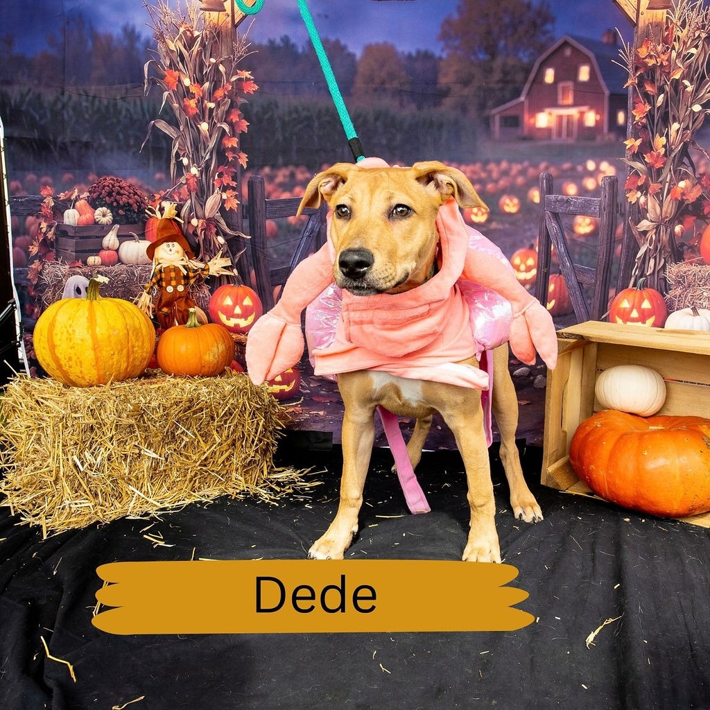 Shelter Stray Female Dog last seen , Animal Care & Control Team of Philly, 111 W Hunting Park Ave, Philadelphia, PA 19140, USA