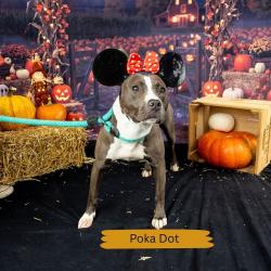 Shelter Stray Female Dog last seen , Animal Care & Control Team of Philly, 111 W Hunting Park Ave, Philadelphia, PA 19140, USA