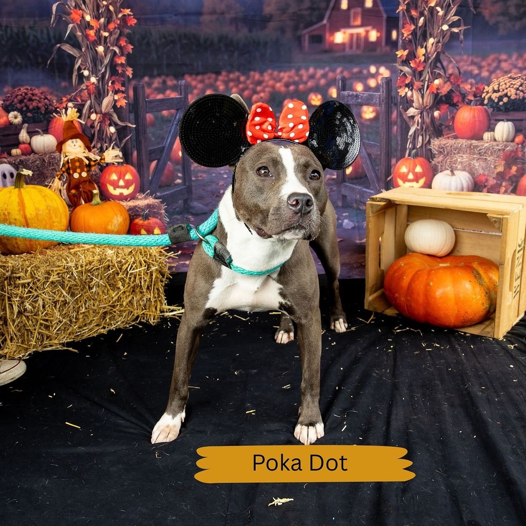 Shelter Stray Female Dog last seen , Animal Care & Control Team of Philly, 111 W Hunting Park Ave, Philadelphia, PA 19140, USA