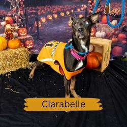 Shelter Stray Female Dog last seen , Animal Care & Control Team of Philly, 111 W Hunting Park Ave, Philadelphia, PA 19140, USA