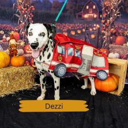 Shelter Stray Male Dog last seen , Animal Care & Control Team of Philly, 111 W Hunting Park Ave, Philadelphia, PA 19140, USA
